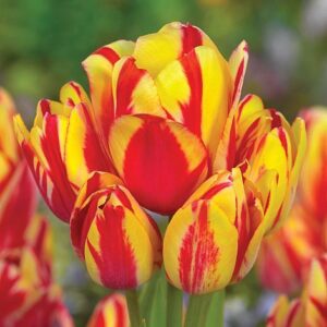 Уникално четворно лале взрив от ярки багри Клуб на чудесата - Tulip Wonder club Уникално четворно лале взрив от ярки багри Клуб на чудесата - Tulip Wonder club