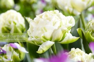 Лале божуресто награден нов сорт с огромен снежно бял кичест цвят - Tulip white mountain Лале божуресто награден нов сорт с огромен снежно бял кичест цвят - Tulip white mountain