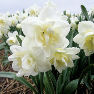 Нарцис ароматен многоцветен тройното чудо не изчезва - Narcissus white marvel