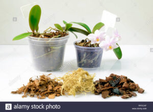 Почва торфен сустрат специален за пресаждане на орхидеи