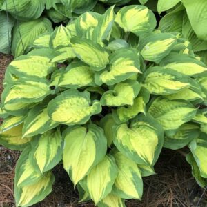 Хоста зимоустойчива засадете и в саксия Летен бриз - Hosta Summer breeze Хоста зимоустойчива засадете и в саксия Летен бриз - Hosta Summer breeze