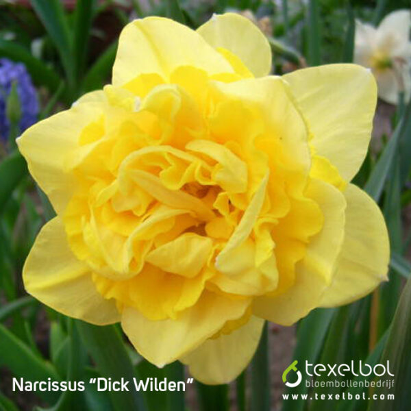 Нарцис кичест златисто жълт с огромен цвят - Narcissus Dick Wilden