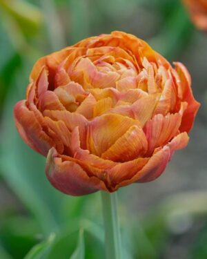 Лале ароматно единственото в цвят карамел Брауни - Tulip Brownie Лале ароматно единственото в цвят карамел Брауни - Tulip Brownie