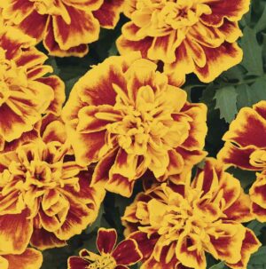 Тагетес сорт най-кичест и едроцветен за жеги 50 броя семена - Tagetes Bonanza Bee Тагетес сорт най-кичест и едроцветен за жеги 50 броя семена - Tagetes Bonanza Bee