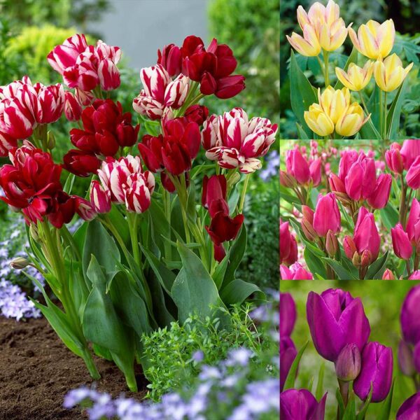 Лале тройно весели цветове букетен микс - Tulip fun colors
