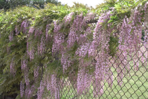 Рядко срещана кичеста вистерия ароматна с 45 см дълги цветове - Wisteria floribunda Kuchi Beni