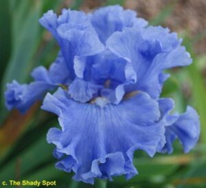 Ирис небесно изумрудено син изобилно цъфтящ - Iris babbling brook