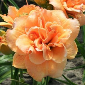 Хемерокалис Изабел с гигантски кичест цвят сьомга - Hemerocallis Isabella Marafi Хемерокалис Изабел с гигантски кичест цвят сьомга - Hemerocallis Isabella Marafi