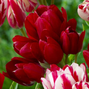 Лале Огнен клуб много повече от класическо червено лале - Tulip fiery club