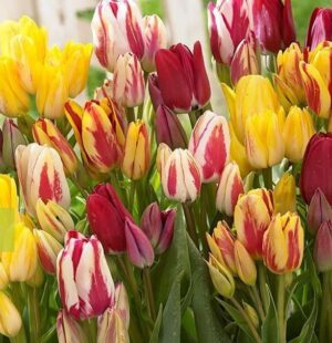Лале тройно весели цветове букетен микс - Tulip fun colors