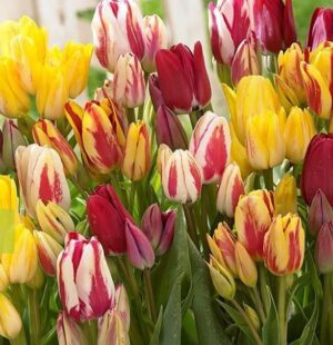Лале букетен микс от тройни и четворни лалета - Tulip fun colors Лале букетен микс от тройни и четворни лалета - Tulip fun colors