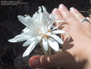 Есенно цъфтящ кичест бял минзухар - Colchicum alboplenum