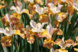 Ирис Джери Мърфи с променящ се розово-златист цвят - Siberian Iris Jerry Murphy Ирис Джери Мърфи с променящ се розово-златист цвят - Siberian Iris Jerry Murphy