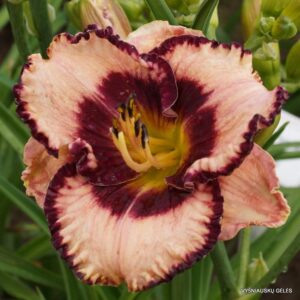Хемерокалис с къдрави цветове екзотично съкровище - Hemerocallis exotic treasure Хемерокалис с къдрави цветове екзотично съкровище - Hemerocallis exotic treasure