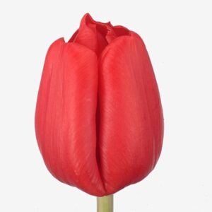 Лале огнено червено класическо Ескейп - Tulip escape