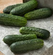 Корнишон Реджина ранен сорт устойчив на болести - Cucumber Regina