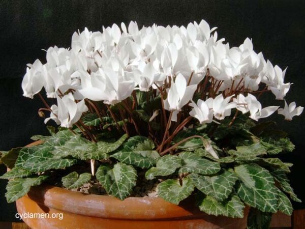 Студоустойчива циклама бяла за сянка и под дървета - Cyclamen hederifolium album