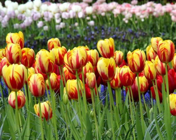 Лале в чест на Нейно Величесто Холандската кралица - Tulip Holland Queen
