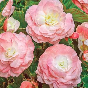 Много кичеста розово-бяла Бегония с огромен 12 см. цвят - Begonia wummi appleblossom Много кичеста розово-бяла Бегония с огромен 12 см. цвят - Begonia wummi appleblossom