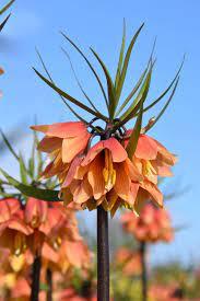 Фритилария Ранна Фантазия в невиждани досега нежни нюанси - Fritillaria Early Fantasy