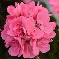 Мушкато грандифлора прасковено светло розово Калиопе - Pelargonium Calliope light pink