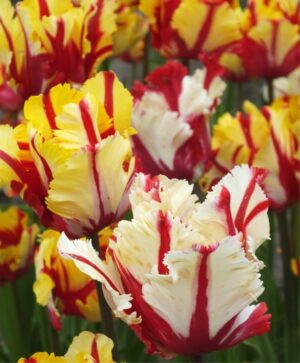 Лале колекция красивите папагали - Tulip Estella and Texas flame mix