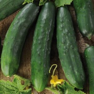 Краставица старинна средно дълга салатна много родовита - Cucumber Marketmore