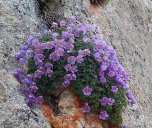Паракуилегия перфектното многогодишно за алпинеум - Paraquilegia microphylla (Himalayan Spurless Columbine)