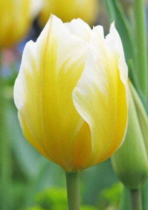 Лале не изчезващо през годините двуцветно - Tulip sweetheart