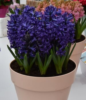 Зюмбюл Трофей един от най-тъмно сините - Hyacinth blue trophy