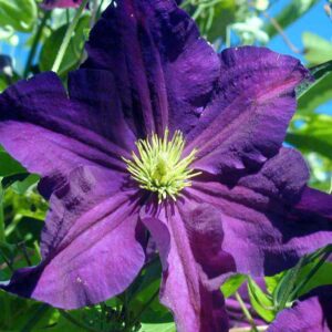 Увивен многогодишен тъмно лилав клематис Президент - Clematis purple