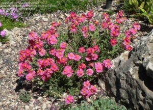 Хелиантемум многогодишен смес алпинуемна роза - Helianthemum nummularium mutabile (rock rose)