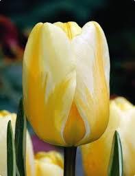 Лале многогодишно жълто с бяло - Tulip jaap groot