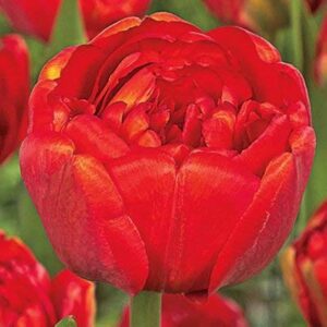 Лале Миранда кичесто червено дълготрайно и ароматно - Tulip miranda