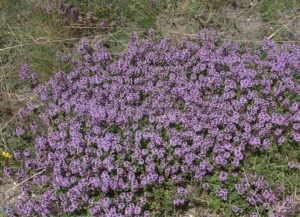 Мащерка многогодишна почвопокривна 2 броя саксии - Thymus (Greater Wild Thyme Field Thyme)