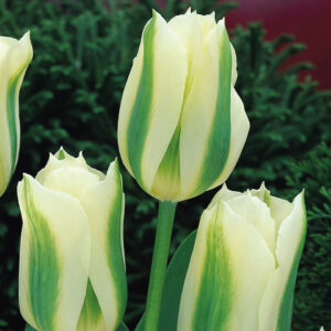 Лале невероятно красиво и неизчезващо през годините - Tulip spring green