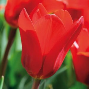 Лале не изчезва през годините Победтител в конкурса за красота - Tulip Showwinner