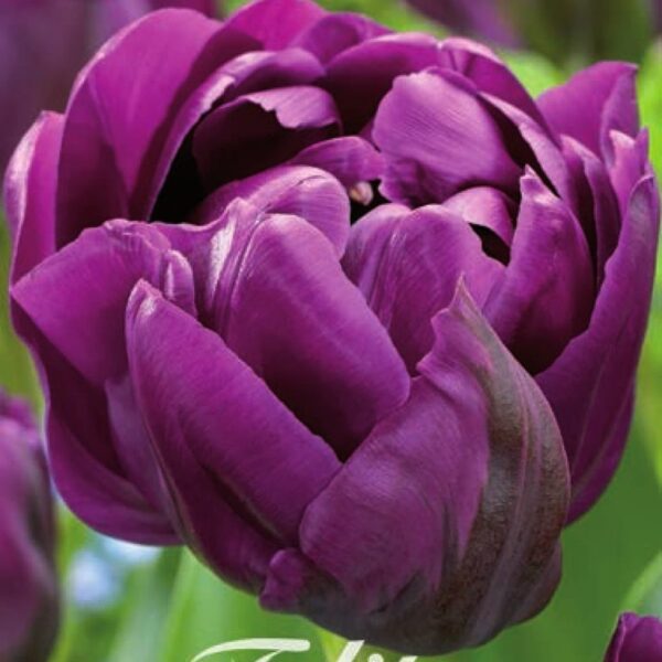 Лале единственото синьо кичесто като роза - Tulip Blue Diamond