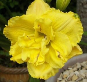 Силно ароматен хемерокалис кичест Карамфил - Double Hemerocallis Little Carnation