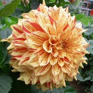 Далия английска закуска - Dahlia English breakfast Далия английска закуска - Dahlia English breakfast