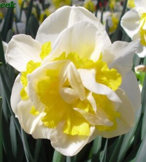 Кичест ароматен нарцис На запад с 10 см. цвят - Narcissus Westward