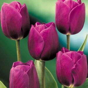 Ранно цъфтящо лале Лилав принц много здраво стъбло - Tulip Purple prince