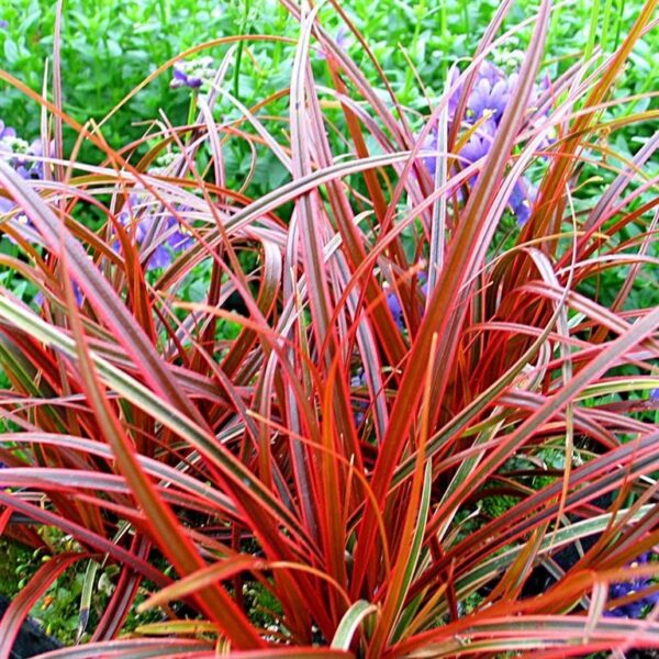 Най-екзотичната червена трева модерна и дизайнерска - Uncinia Everflame