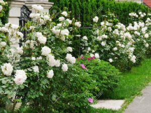 Храстовидна бяла ароматна роза - White rose shrub