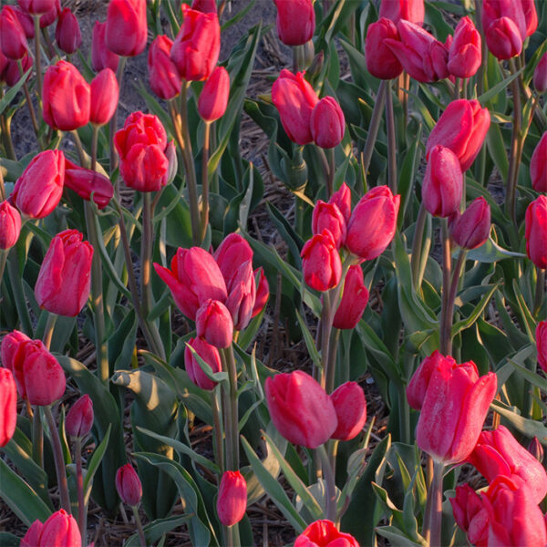 Лале Жоржет цъфти по 4-5 броя цвята от стъбло - Tulip Georgette