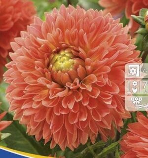 Далия Оранжево въздействие цъфти до първи слани - Dahlia orange impact Далия Оранжево въздействие цъфти до първи слани - Dahlia orange impact