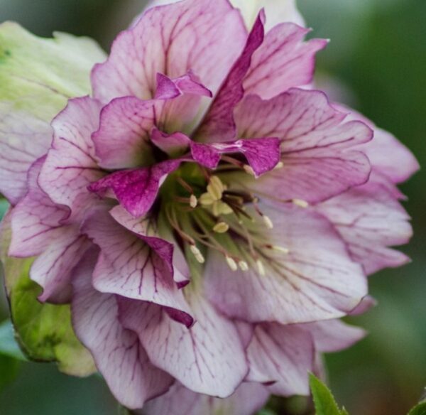 Студоустойчив розов кукуряк с много едри кичести цветове - Helleborus double pink