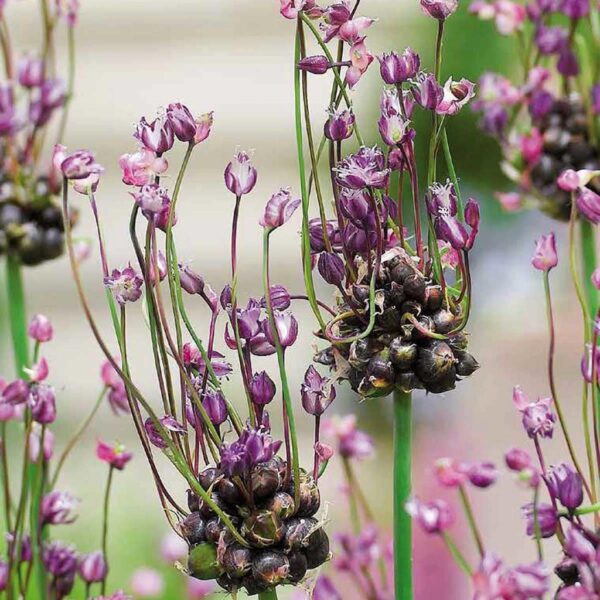 Алиум артистичен тъмно лилав - Allium Art