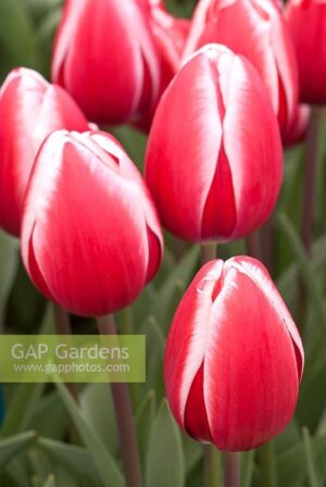 Лале Гуус в екзалтиращ червен цвят и бял контраст по края - Tulip guus papendrecht