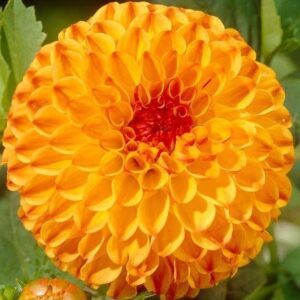 Далия слънчево момче - Dahlia sunny boy Далия слънчево момче - Dahlia sunny boy